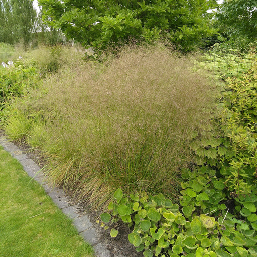 Grass, Golden Dew Tufted Hair Grass