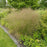 Grass, Golden Dew Tufted Hair Grass