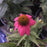 Coneflower, PowWow® Wild Berry Echinacea