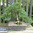Juniper, Bar Harbor Juniper