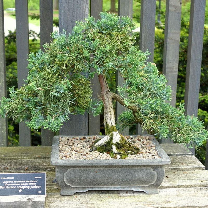 Juniper, Bar Harbor Juniper