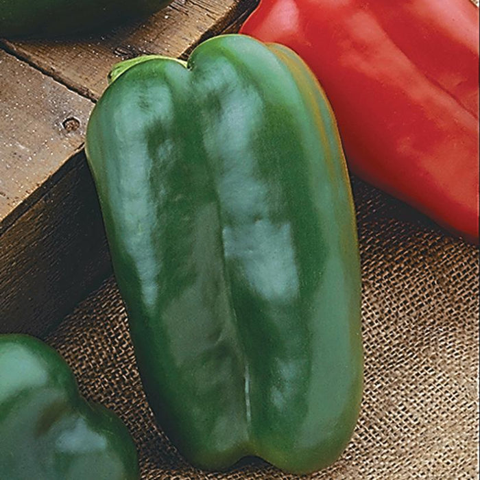 Pepper, Big Bertha Bell Pepper