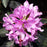 Rhododendron, English Roseum Rhododendron