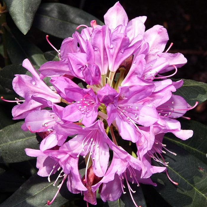 Rhododendron, English Roseum Rhododendron