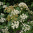 Viburnum, Autumn Jazz Viburnum