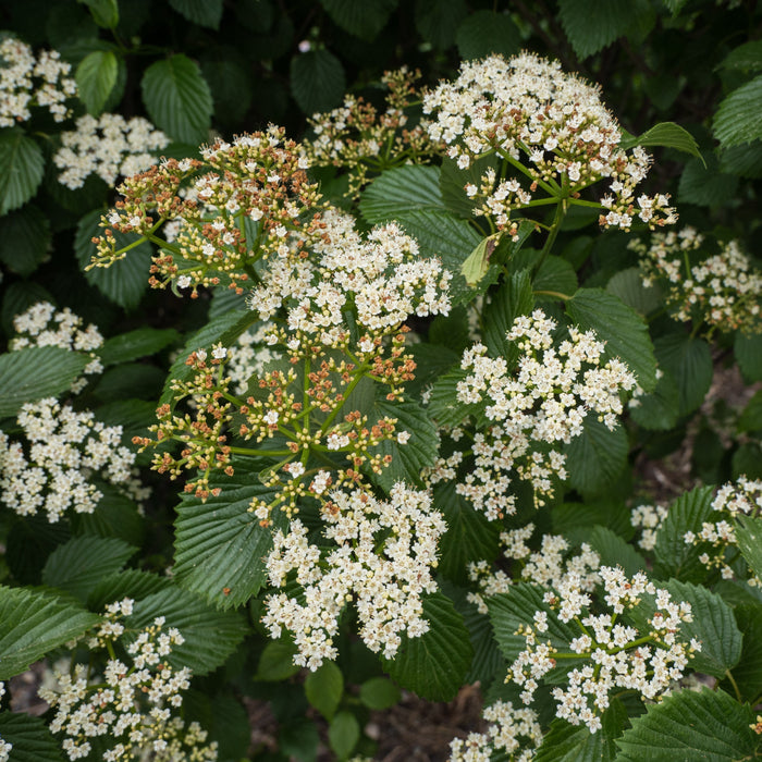 Viburnum, Autumn Jazz Viburnum