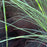 Grass, Maiden Grass