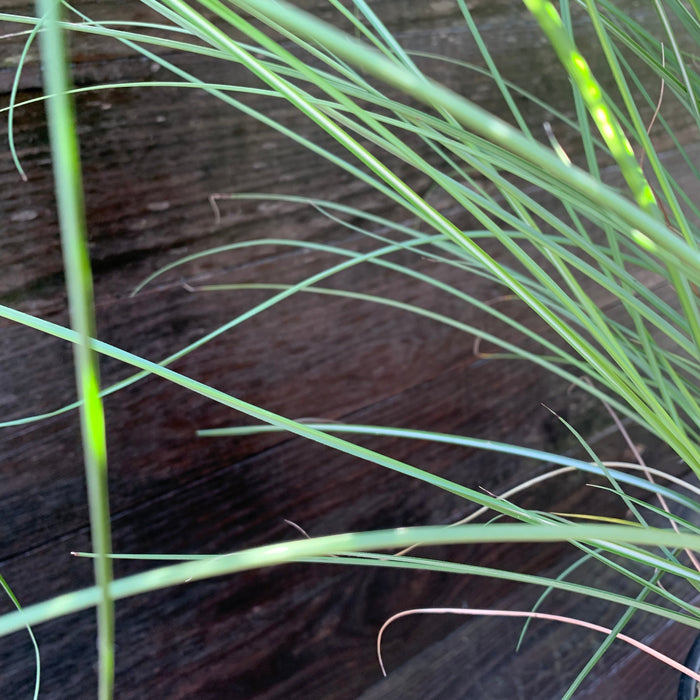 Grass, Maiden Grass