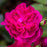 Rose, David Austin Darcey Bussell English Shrub Rose
