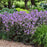 Cranesbill, Boom Chocolatta Cranesbill
