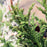 Cedar, Black Dragon Japanese Cedar
