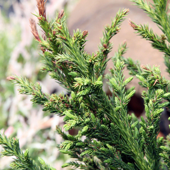 Cedar, Black Dragon Japanese Cedar