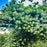 Honeysuckle, Kintzley's Ghost® Honeysuckle