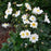 Anemone, Fantasy™ Snow Angel Anemone