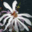 Magnolia, Leonard Messel Magnolia