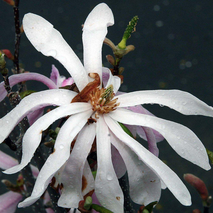 Magnolia, Leonard Messel Magnolia