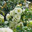 Flowering Quince, PW® Double Take™ Eternal White® Flowering Quince