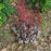 Coral Bells, Dolce® Silver Gumdrop Heuchera