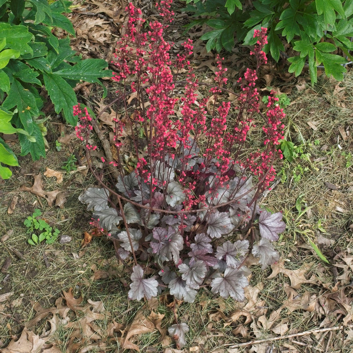 Coral Bells, Dolce® Silver Gumdrop Heuchera