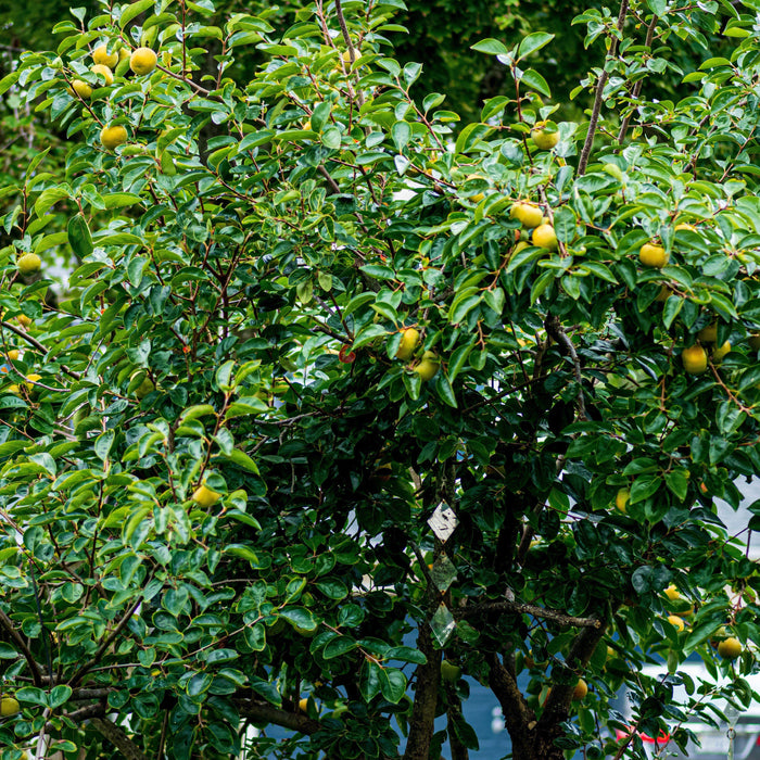 Persimmon