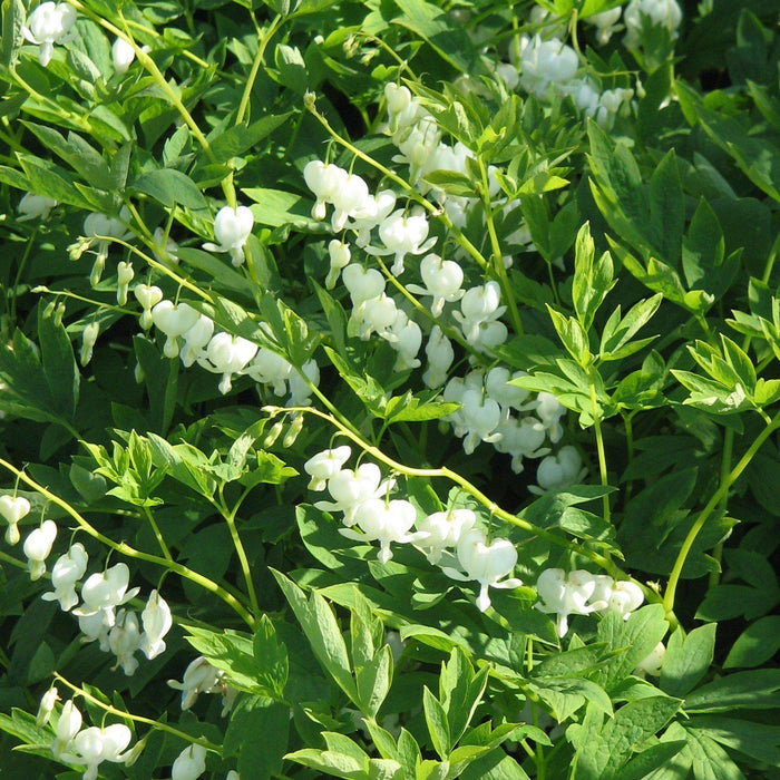 Bleeding Heart, White Bleeding Heart