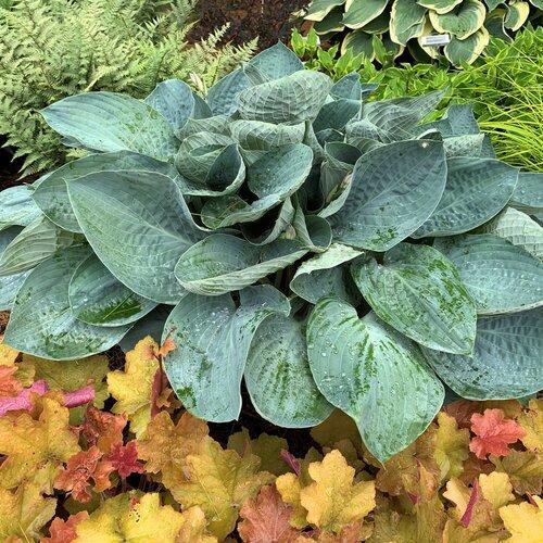 Hosta, PW® Shadowland® Above The Clouds Hosta