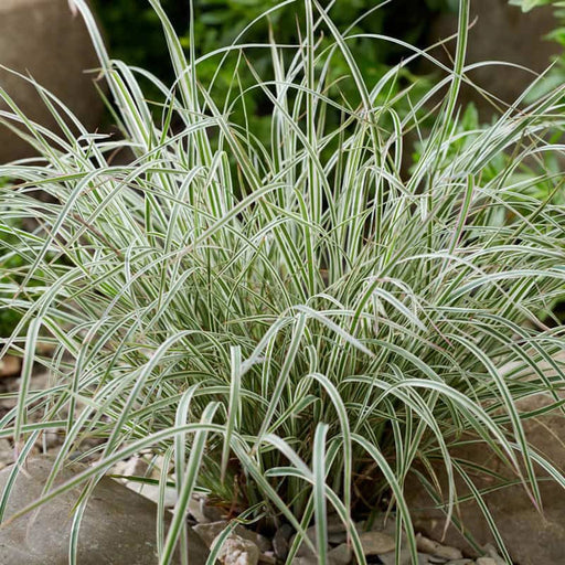 Grass, Chameleon Little Bluestem