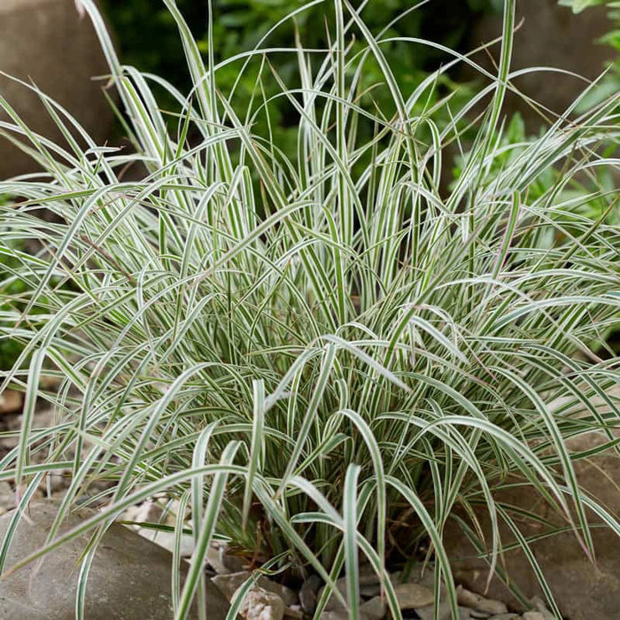 Grass, Chameleon Little Bluestem
