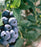 Blueberry, Chandler Highbush, 3 gal (18-21 in)