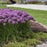 Allium, Serendipity Ornamental Onion