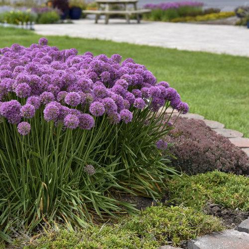 Allium, Serendipity Ornamental Onion