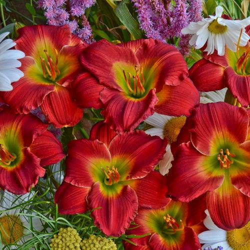 Daylily, Red Hot Returns Daylily