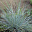 Grass, Blue Fescue