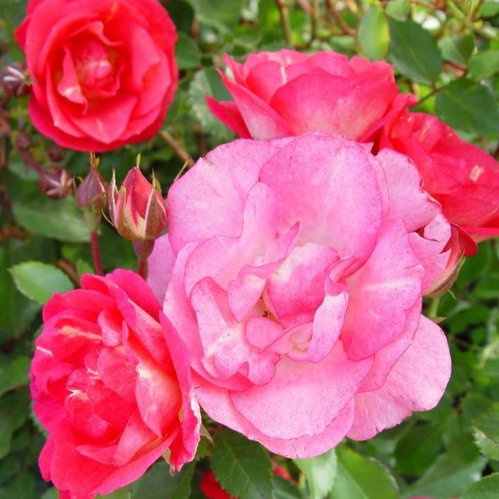 Rose, Garden Path Sunrise Sunset Rose