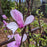Magnolia, Saucer 'Jane' Magnolia