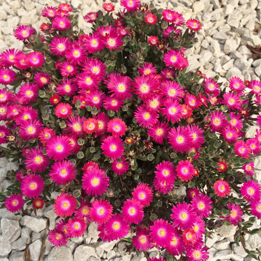 Delosperma, Jewel of Desert® Amethyst Ice Plant