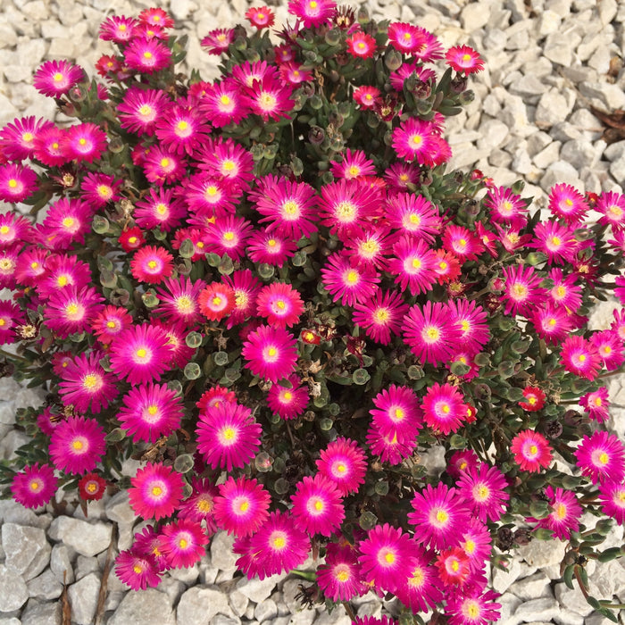 Delosperma, Jewel of Desert® Amethyst Ice Plant