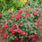Rose, Oso Easy® Urban Legend® Rose