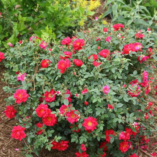 Rose, Oso Easy® Urban Legend® Rose