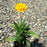 Tickseed, Early Sunrise Giant Tickseed
