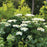 Hydrangea, Haas' Halo Hydrangea