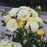 Rose, Popcorn Drift® Rose