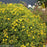 St. John's Wort, Sunny Boulevard® St. John's Wort