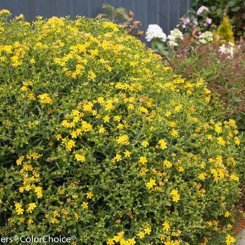 St. John's Wort, Sunny Boulevard® St. John's Wort