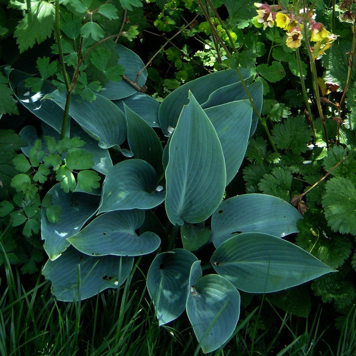 Hosta, Halcyon Hosta