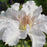 Clematis, Hyde Hall™ Clematis