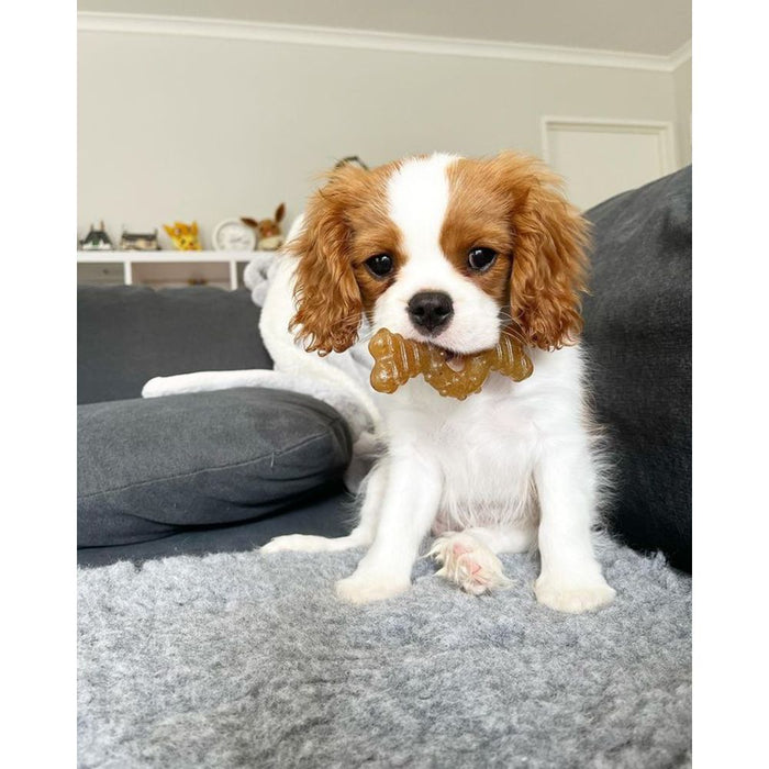 Nylabone Just for Puppies Teething Chew Ring Bone Dog Toy