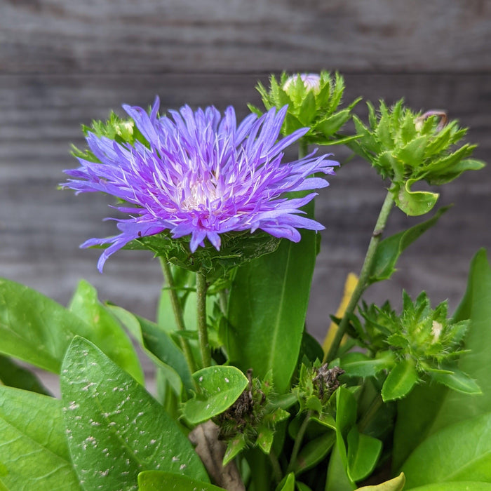 Aster, Peachie's Pick Stoke's Aster