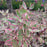 Dogwood, Sgt. Pepper™ Dogwood