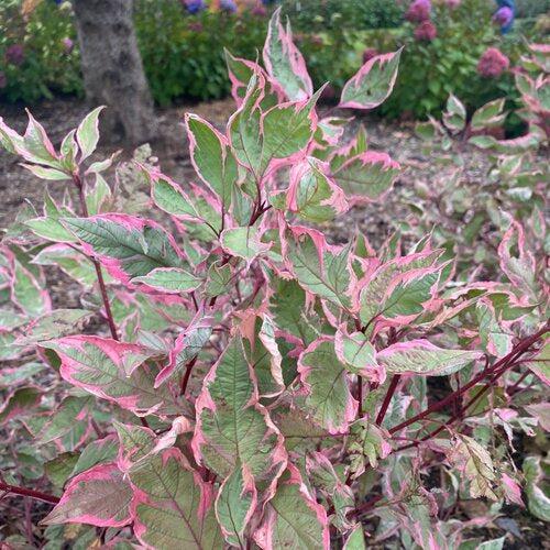 Dogwood, Sgt. Pepper™ Dogwood